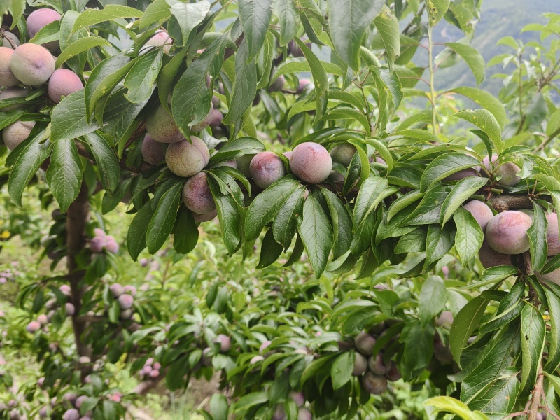 脆红李