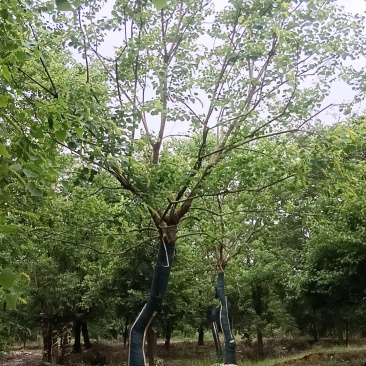 乌桕12~25公分自家苗圃出售