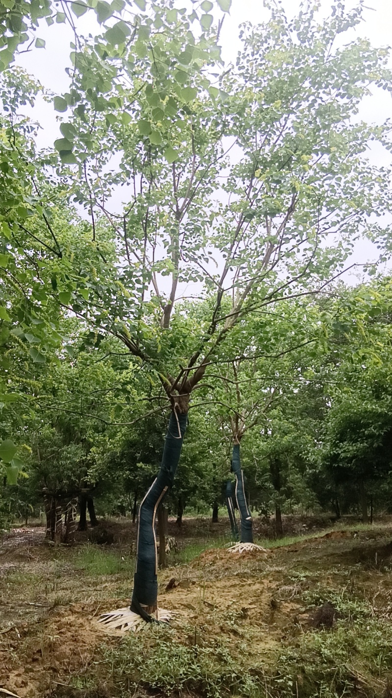 乌桕12~25公分自家苗圃出售