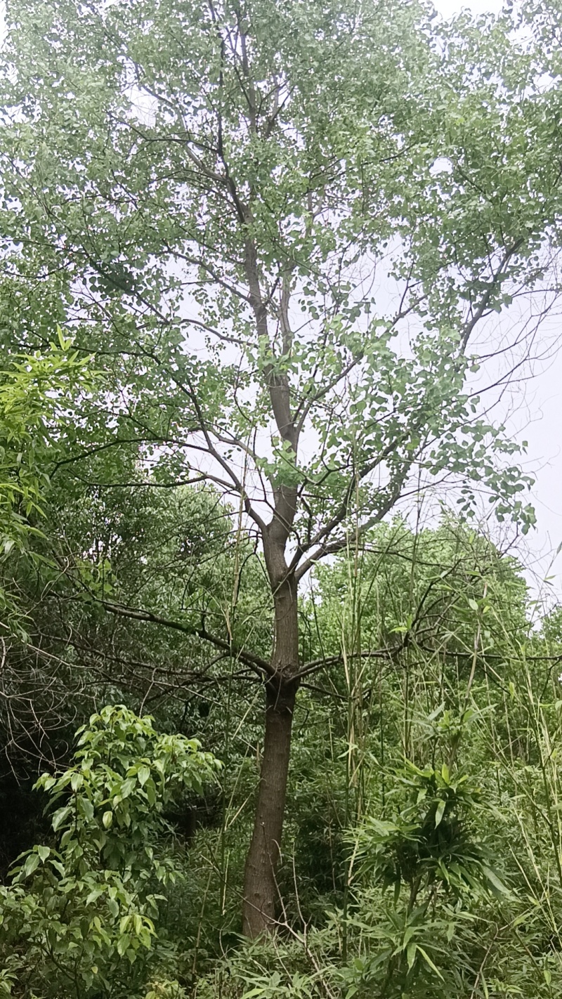 乌桕12~25公分自家苗圃出售