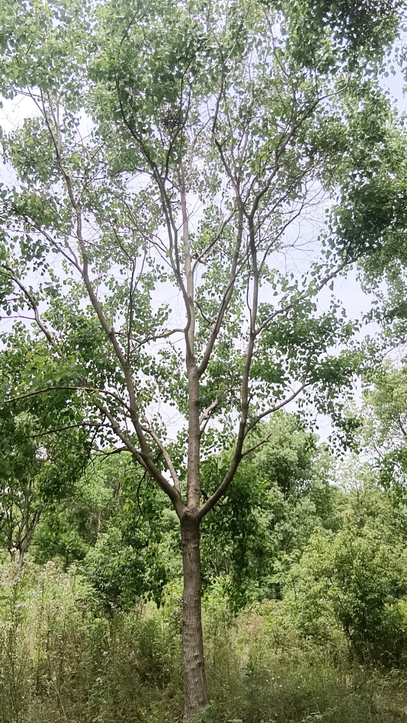 乌桕12~25公分自家苗圃出售