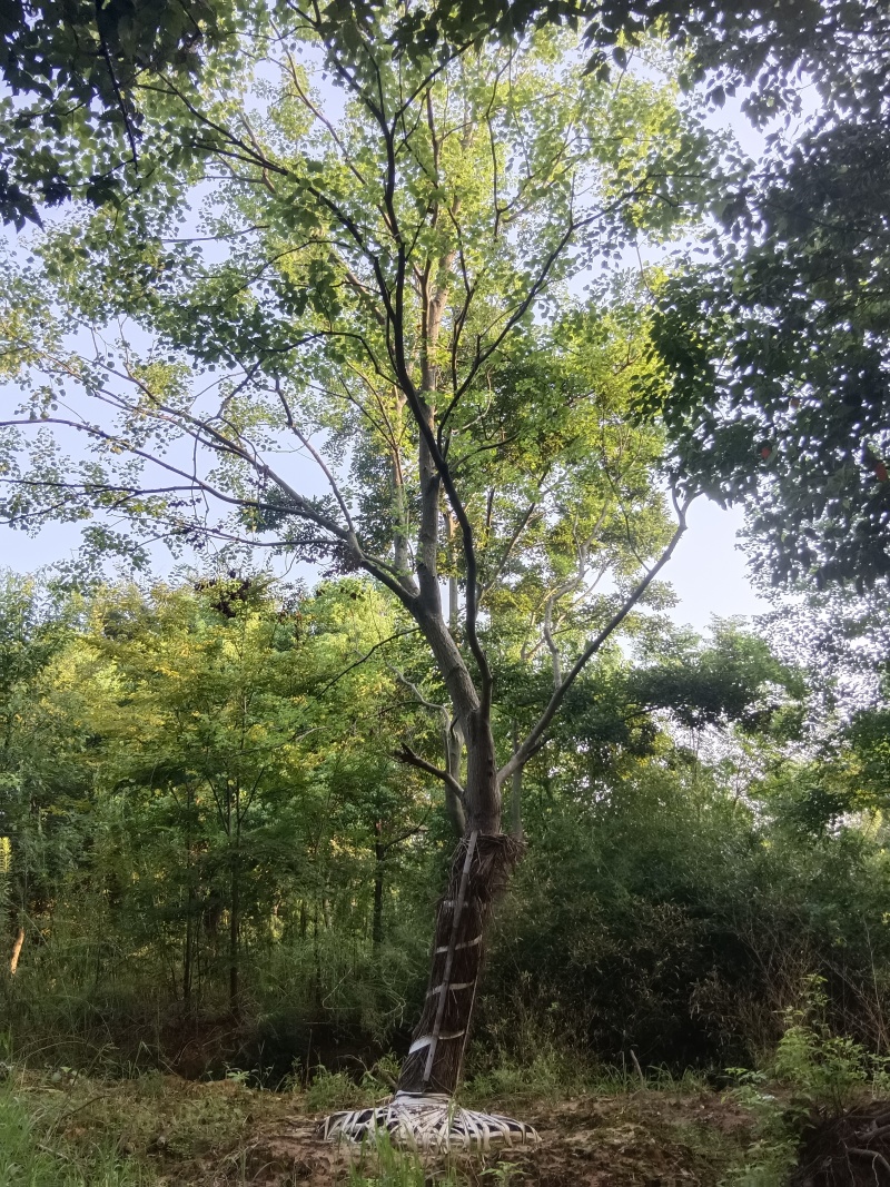 乌桕12~25公分自家苗圃出售