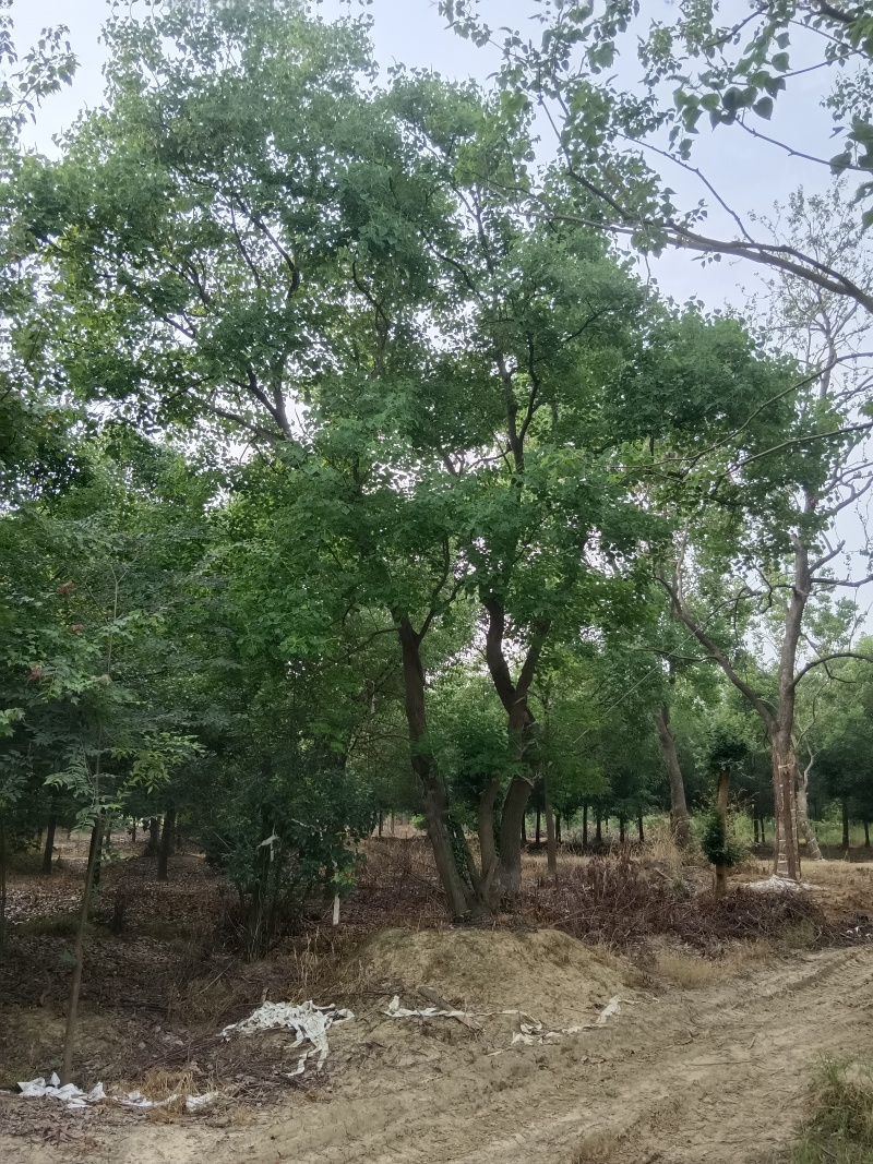 乌桕12~25公分自家苗圃出售