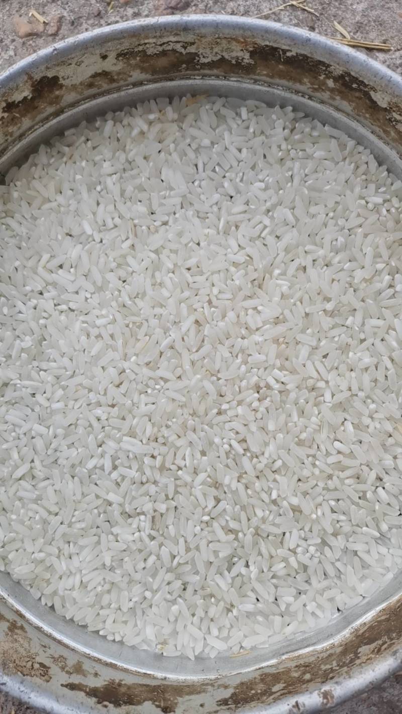 江西地区优质再生稻（七月王）。