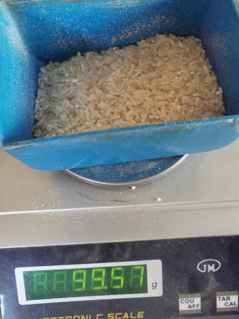 江西地区优质再生稻（七月王）。