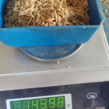 江西地区优质再生稻（七月王）。