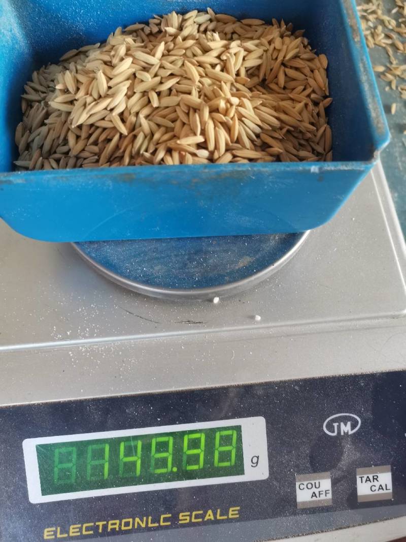 江西地区优质再生稻（七月王）。