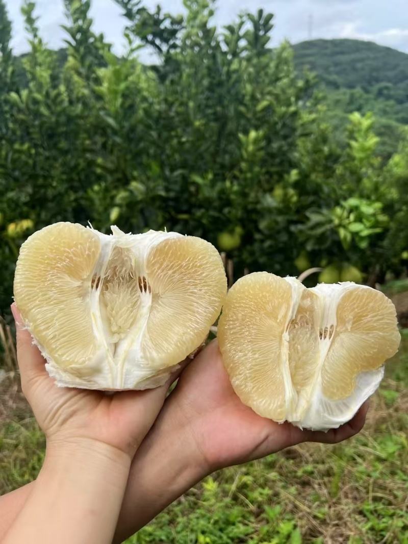 西双版纳东试早柚