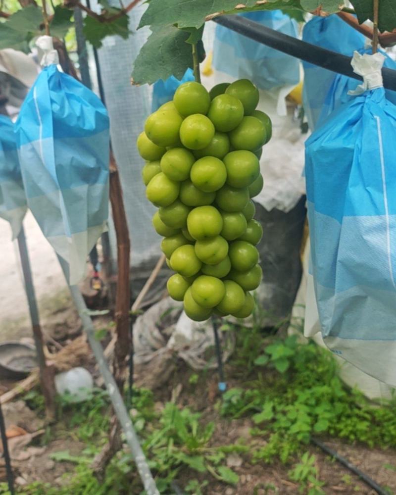 阳光玫瑰精品货，出售需要的联系***********
