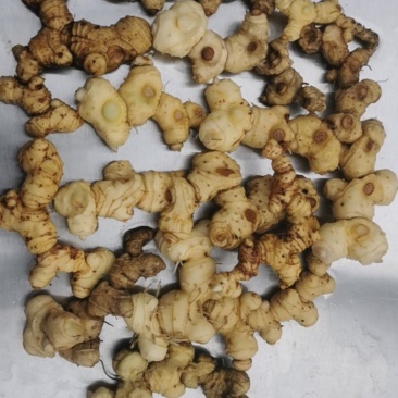 贵州野生黄精（鲜货）