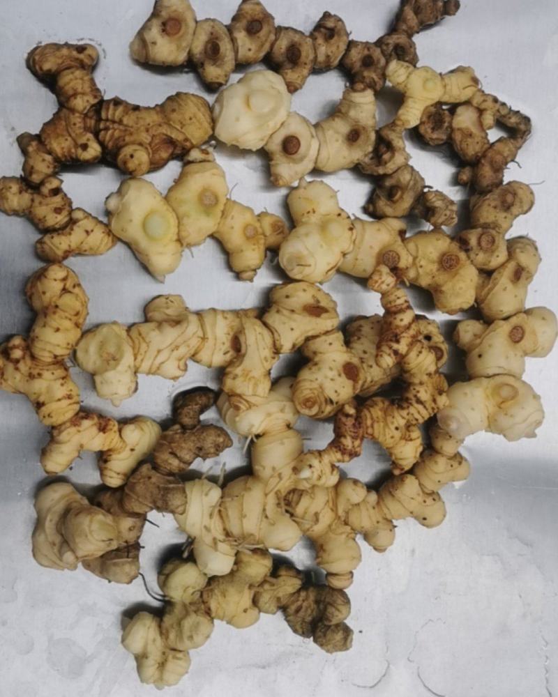 贵州野生黄精（鲜货）