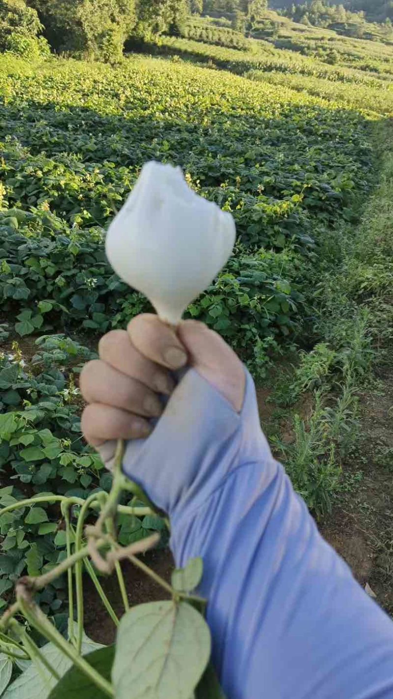 贵州地萝卜，地瓜，凉薯