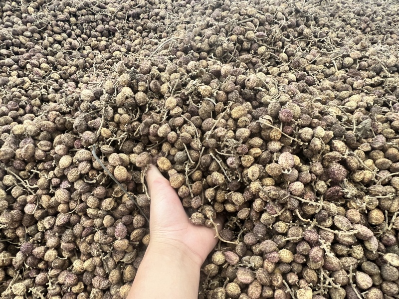 文山市马关县砂仁果干货