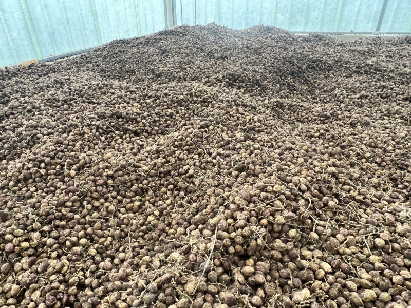 文山市马关县砂仁果干货
