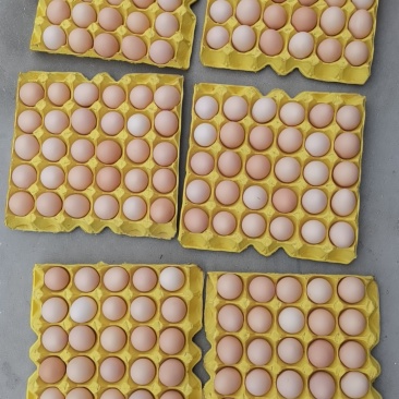农金一号粉鸡蛋，双色虫草蛋