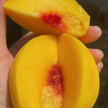 马鞍昊凯黄桃