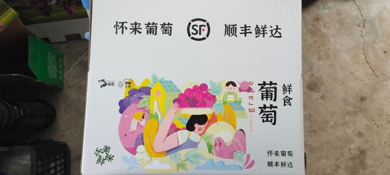 张家口怀来县葡萄基地，主营白马奶，红提美人指等20多品种