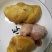 鸡宝