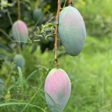 芒果🥭