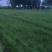 有韭菜二亩，头茬，大概6000斤