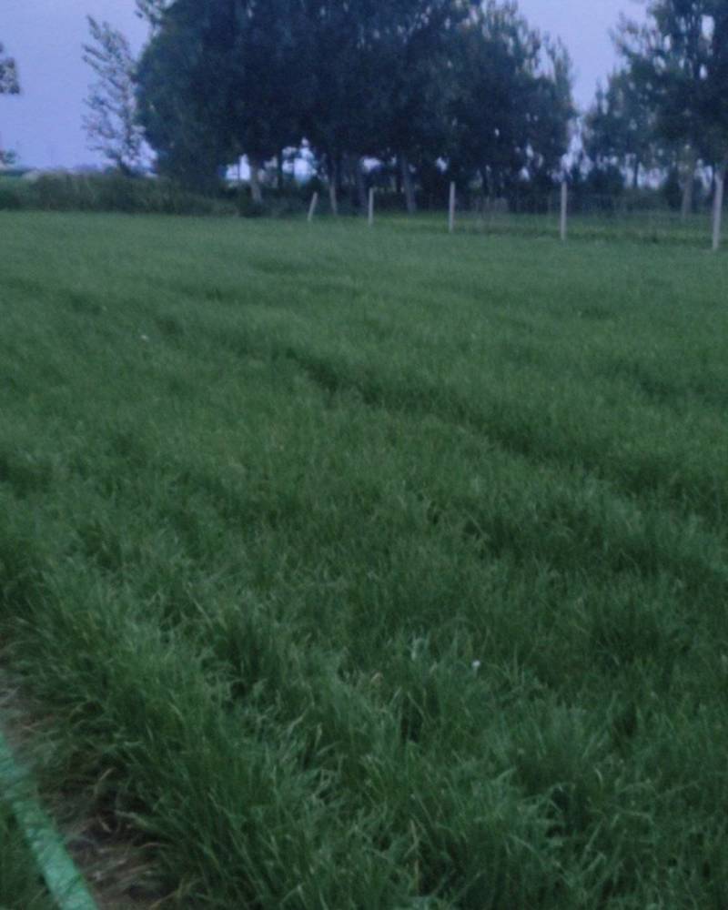 有韭菜二亩，头茬，大概6000斤