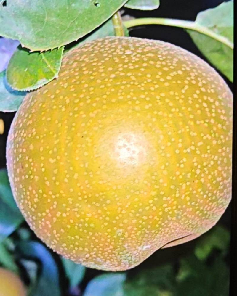 秋月梨随行就市9亩秋月
