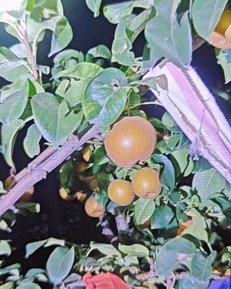 秋月梨随行就市9亩秋月