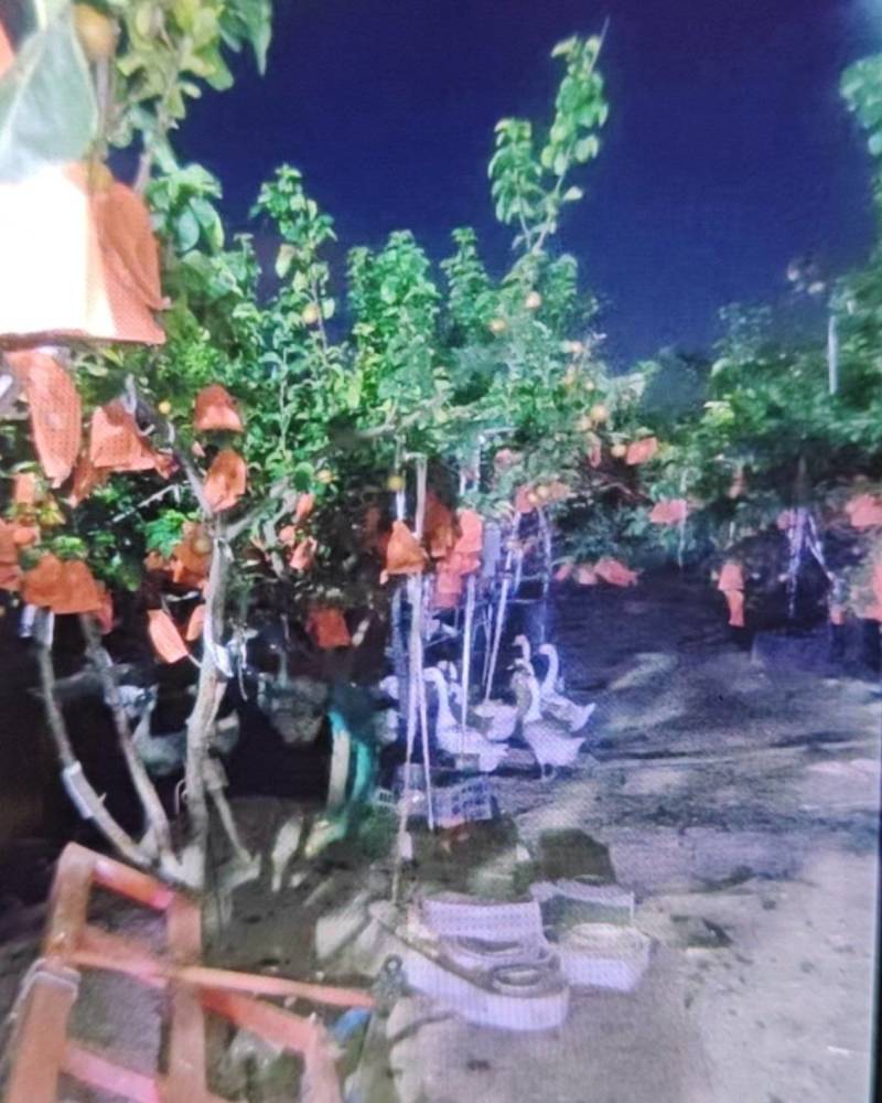 秋月梨随行就市9亩秋月