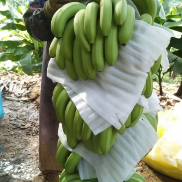 香蕉