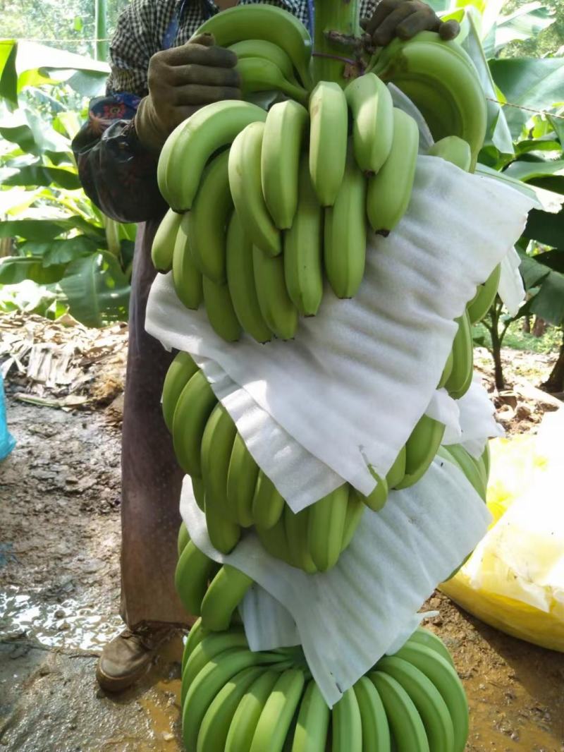 香蕉