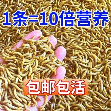 黄粉虫