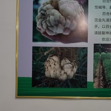 百合