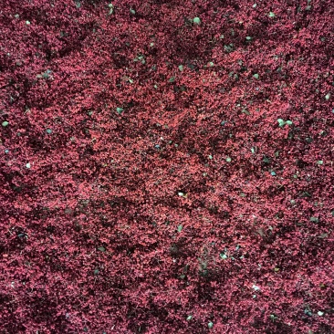 甘肃天水伏椒