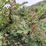 甘肃天水伏椒