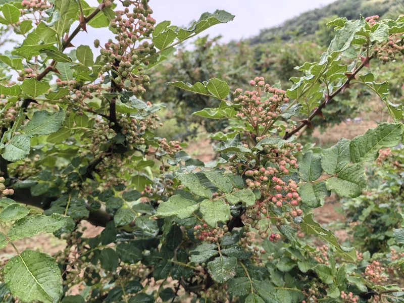 甘肃天水伏椒