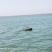 生蚝，海上牧场天然海鲜