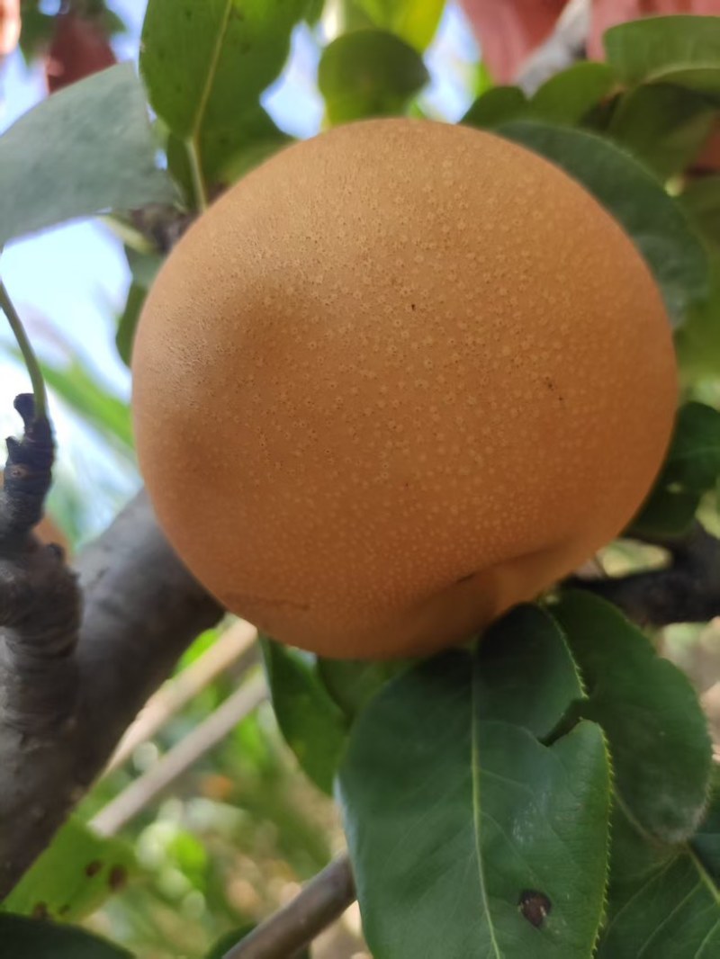 正宗秋月梨
