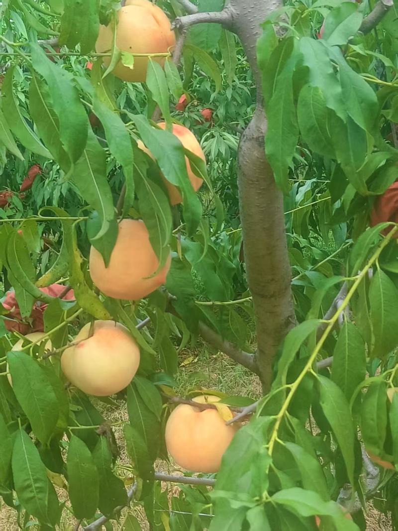 秋彤桃