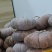 江西老南瓜老品种香甜粉面农家自种磨盘红肉南瓜当季现摘南瓜整箱
