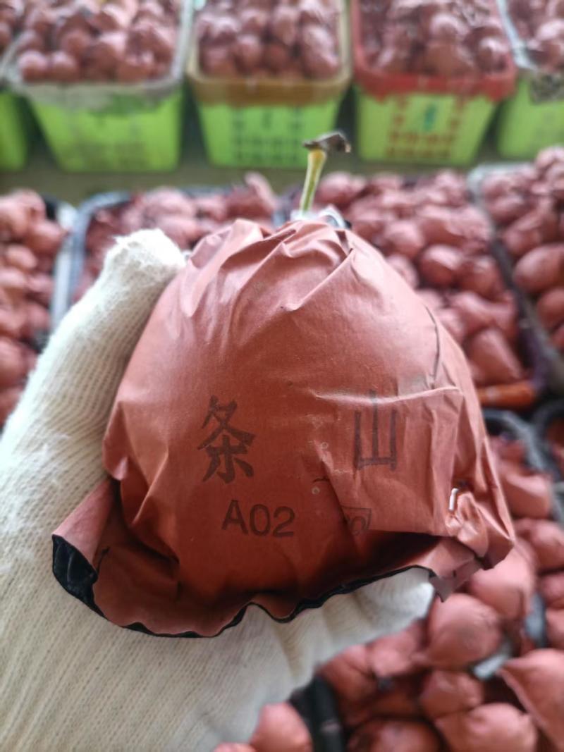 自家早酥梨，皇冠梨出售
