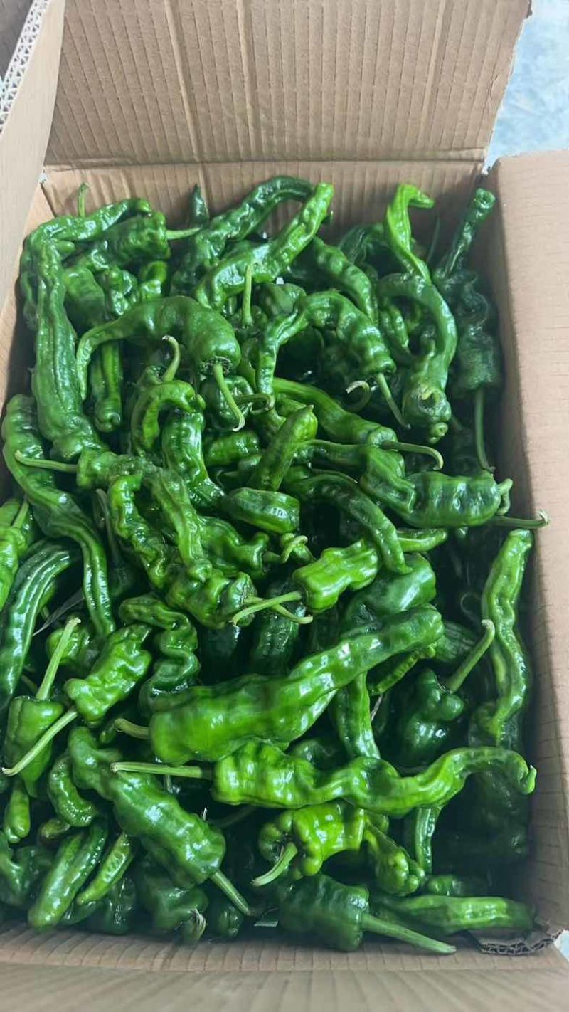 高山精品芜湖椒