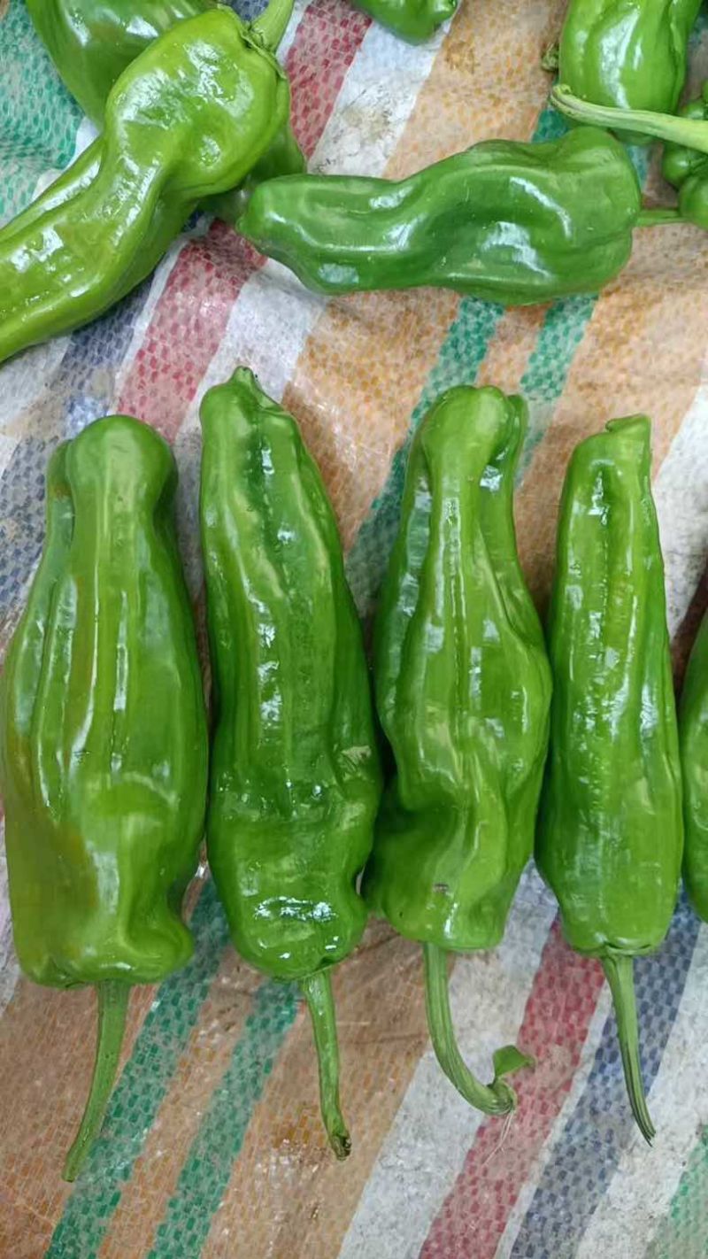 高山精品芜湖椒