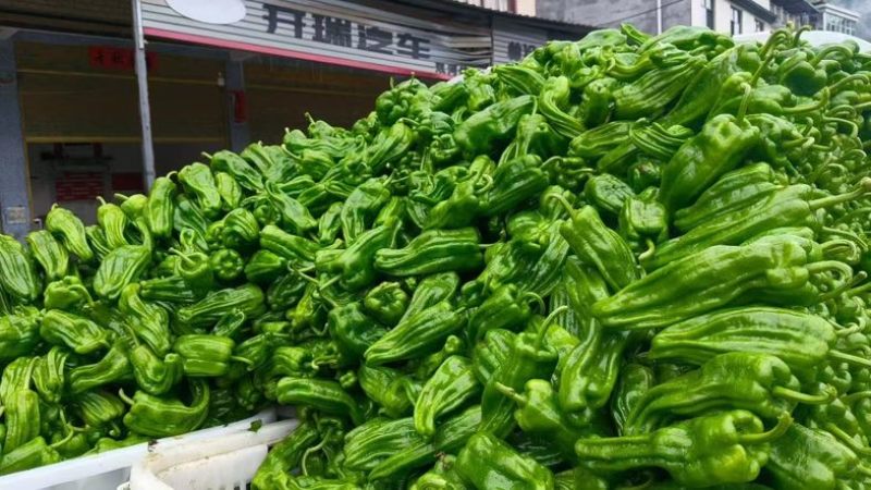 高山精品芜湖椒