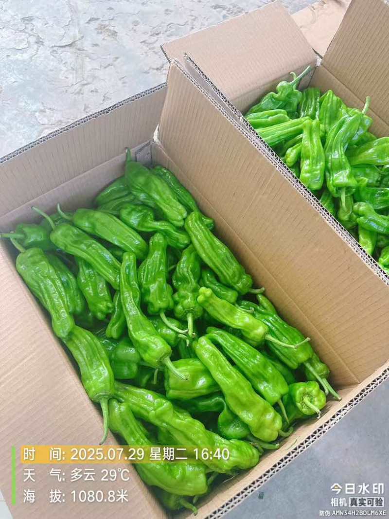 高山精品芜湖椒