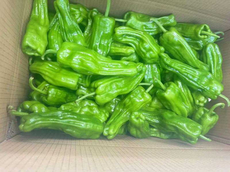 高山精品芜湖椒