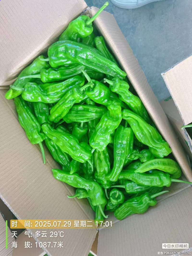 高山精品芜湖椒