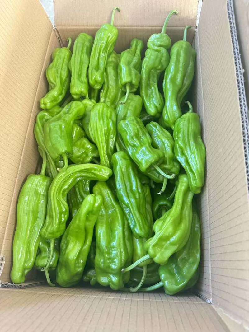 高山精品芜湖椒