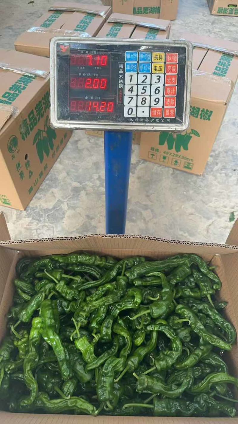 高山精品芜湖椒
