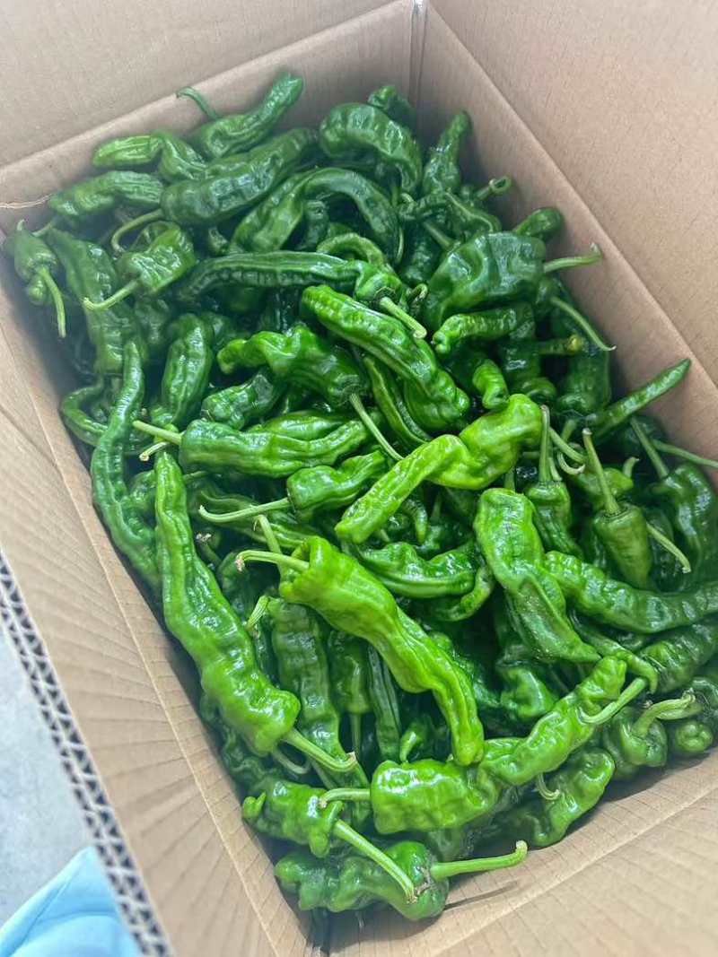高山精品芜湖椒