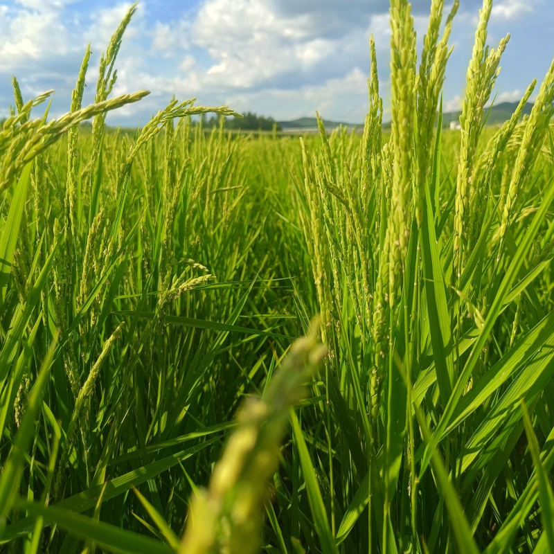 【稻花香米】农户自种米稻花香二号米中贵族软糯香甜，口齿留香！